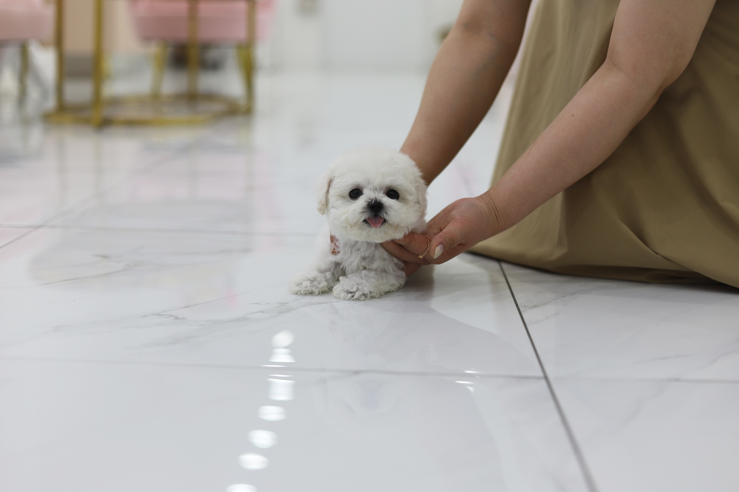 미니비숑 입양합니다