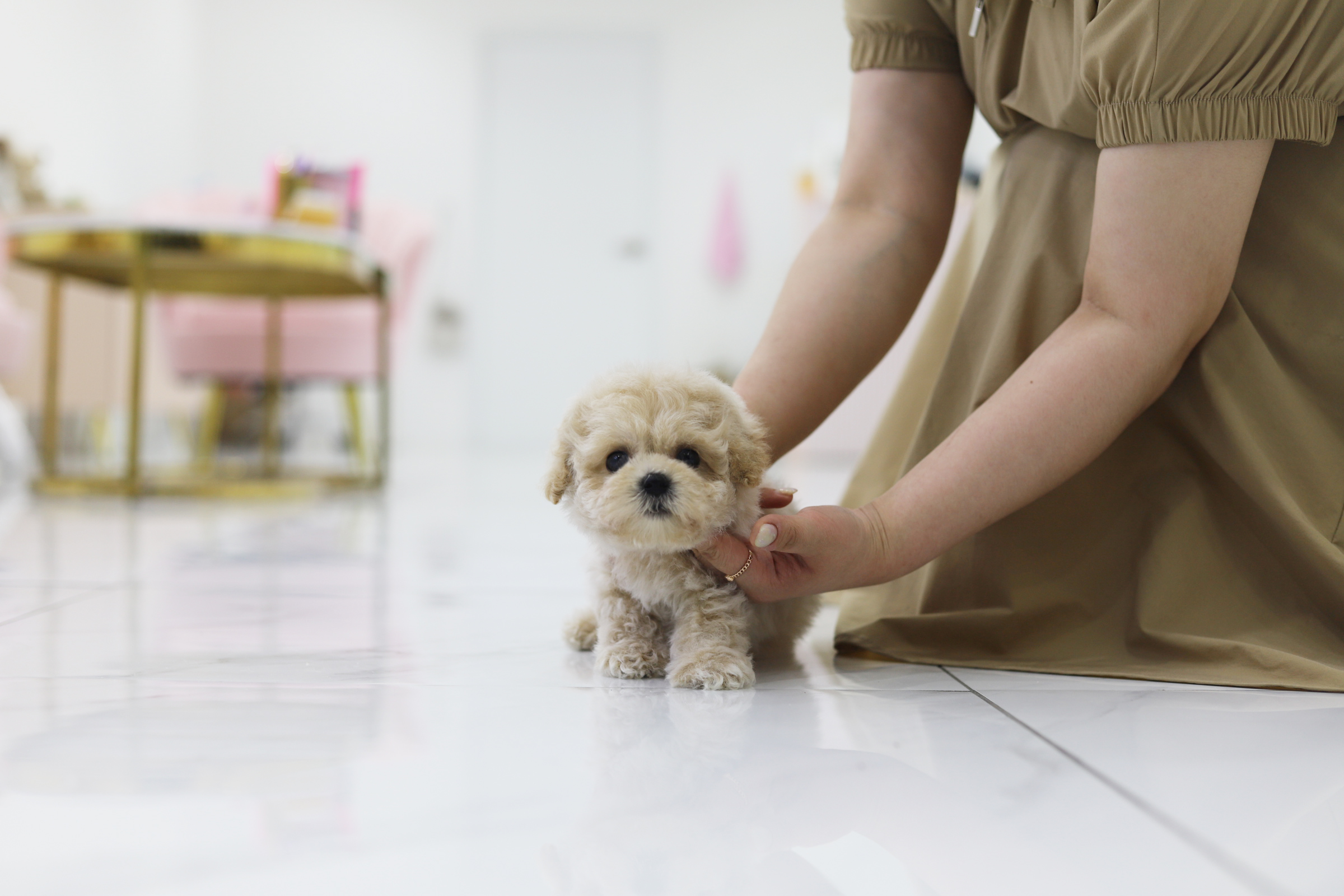 토이푸들 입양합니다