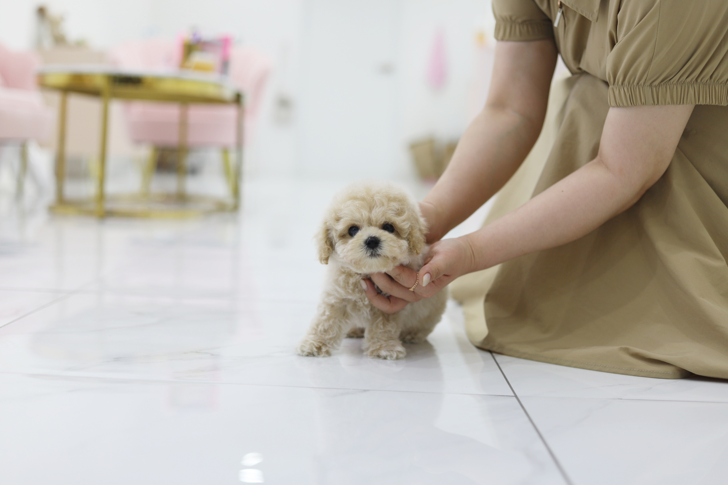 토이푸들 입양합니다