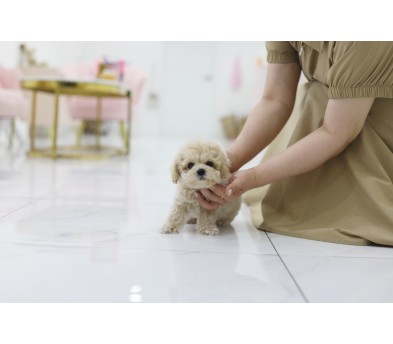 토이푸들 입양합니다