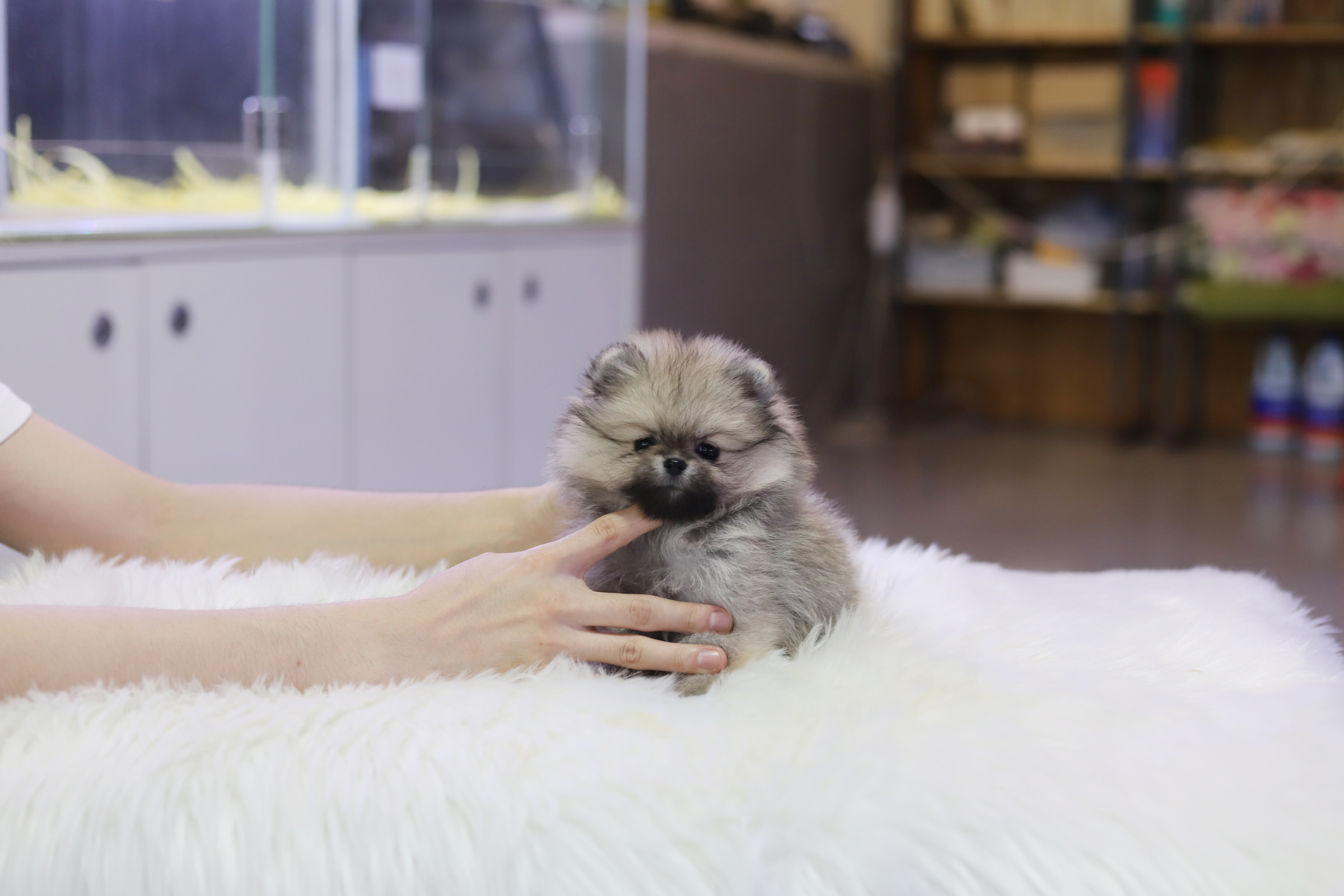 포메라니안 입양합니다