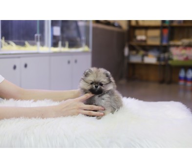 포메라니안 입양합니다