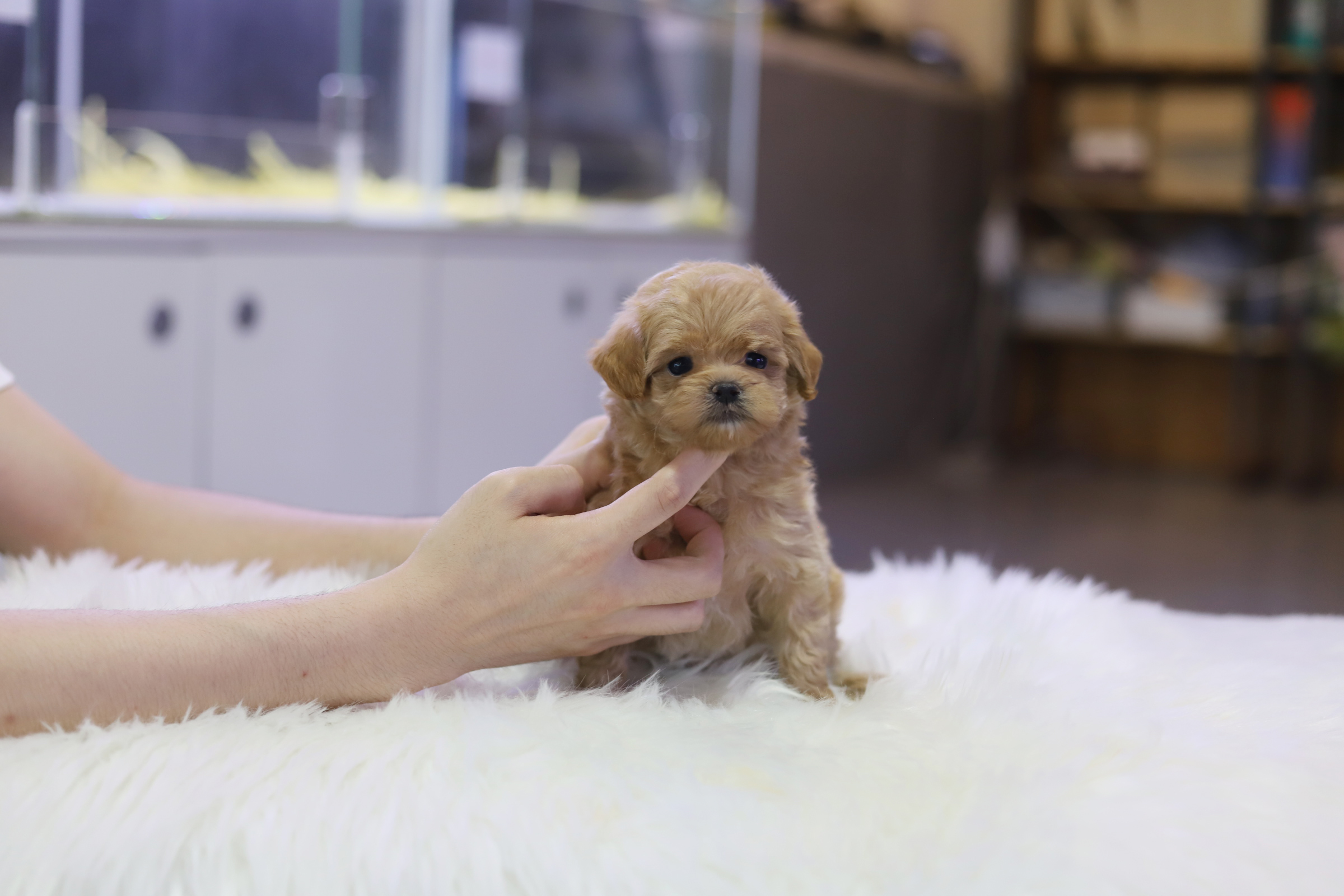 말티푸 입양합니다