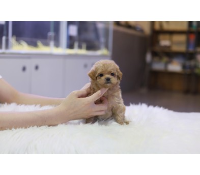 말티푸 입양합니다