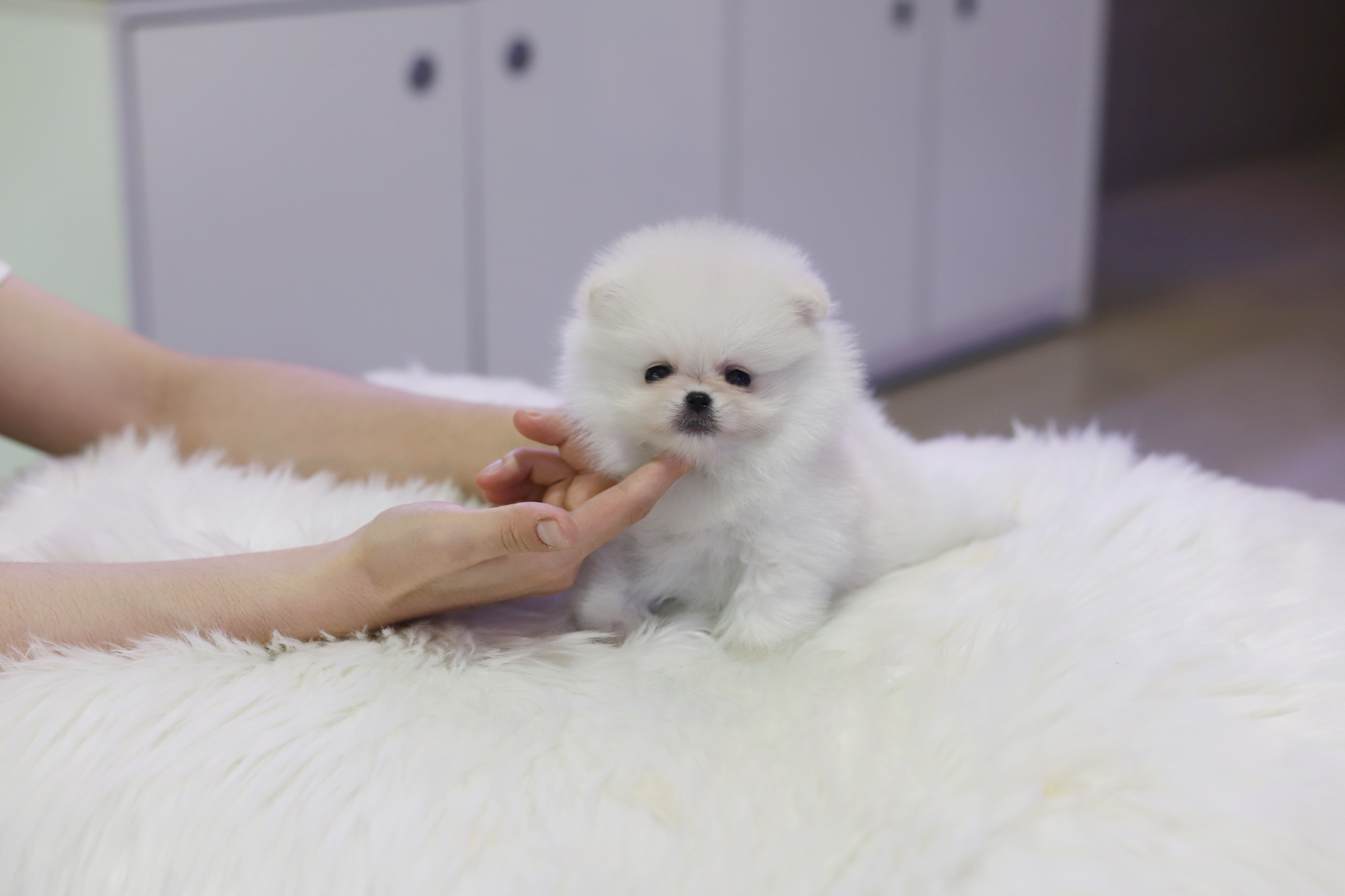 포메라니안 입양합니다