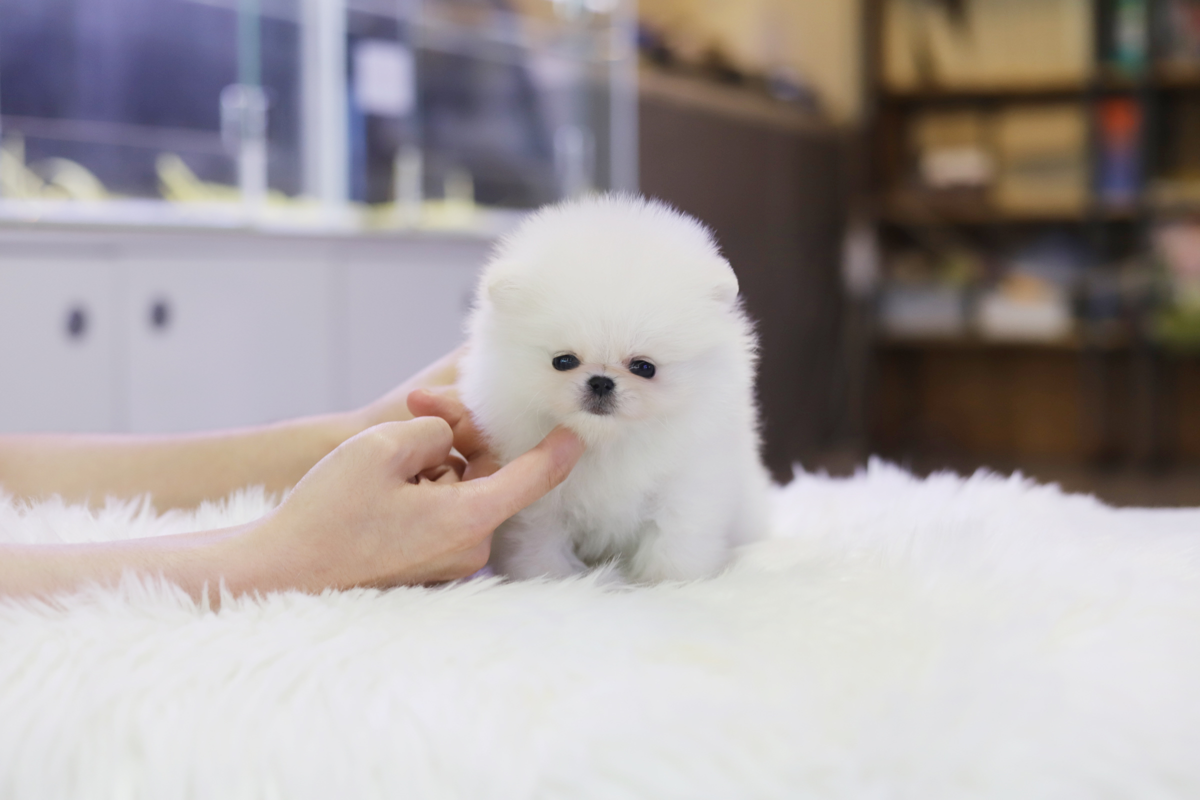 포메라니안 입양합니다