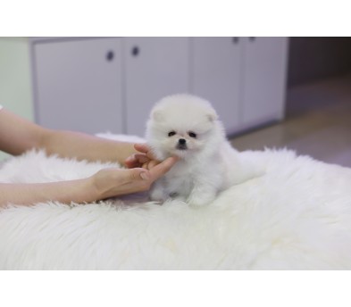 포메라니안 입양합니다