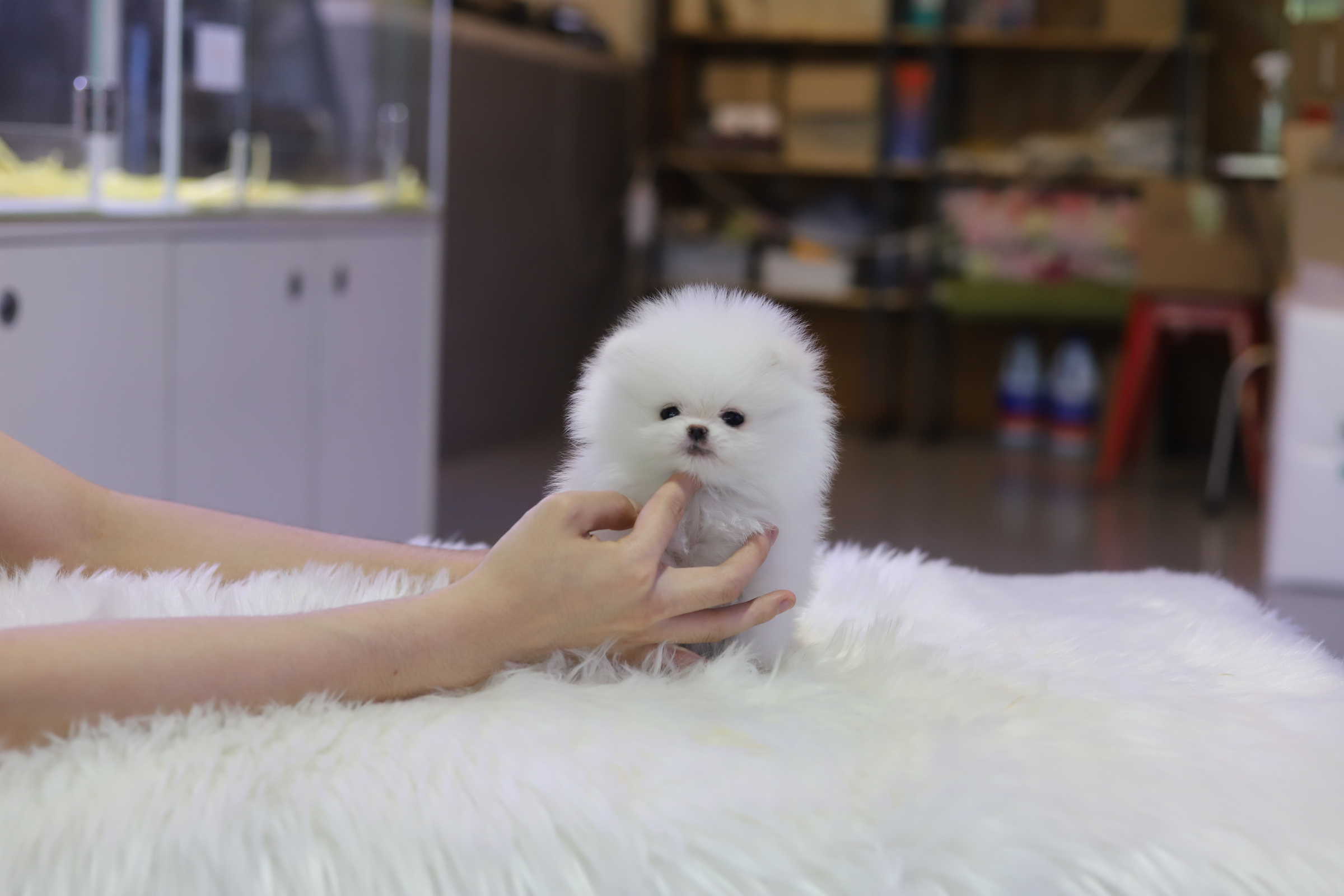 포메라니안 입양합니다