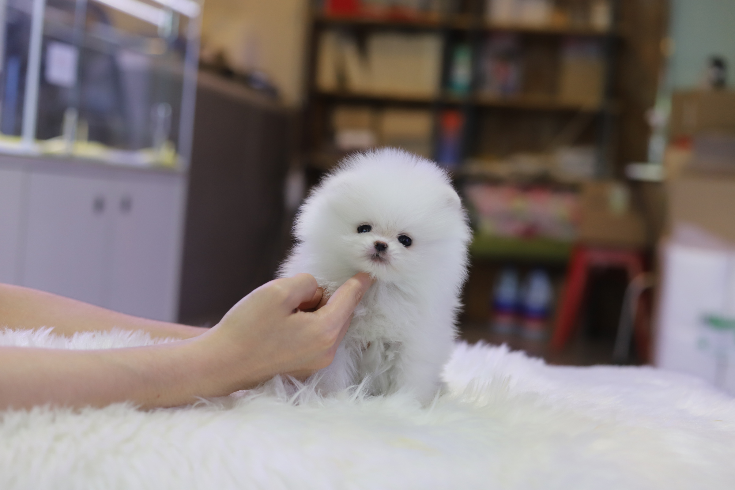 포메라니안 입양합니다