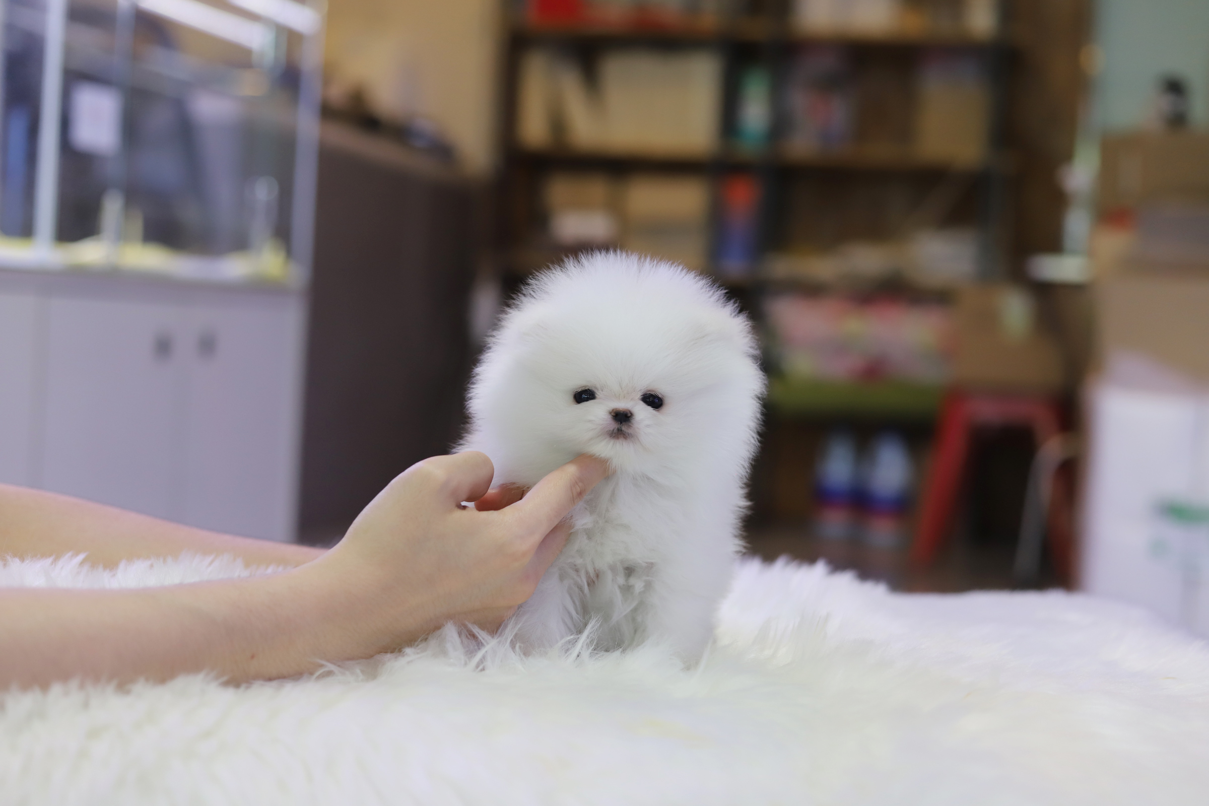 포메라니안 입양합니다