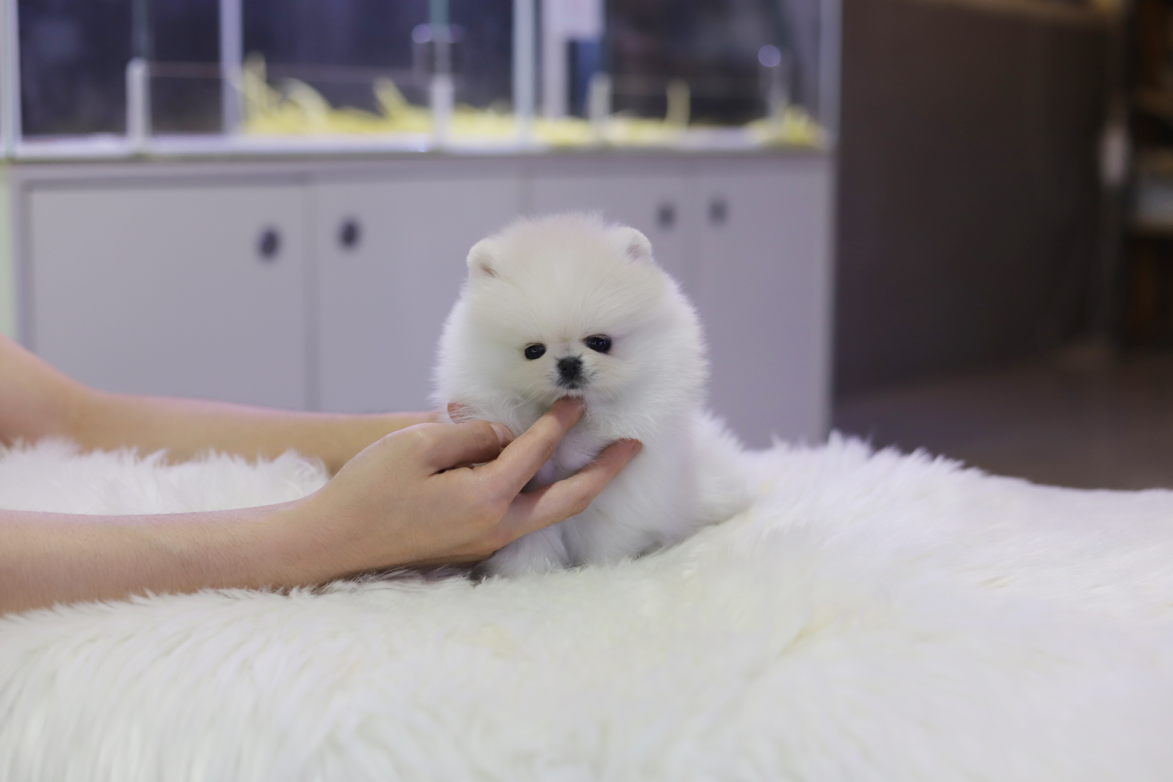 포메라니안 입양합니다