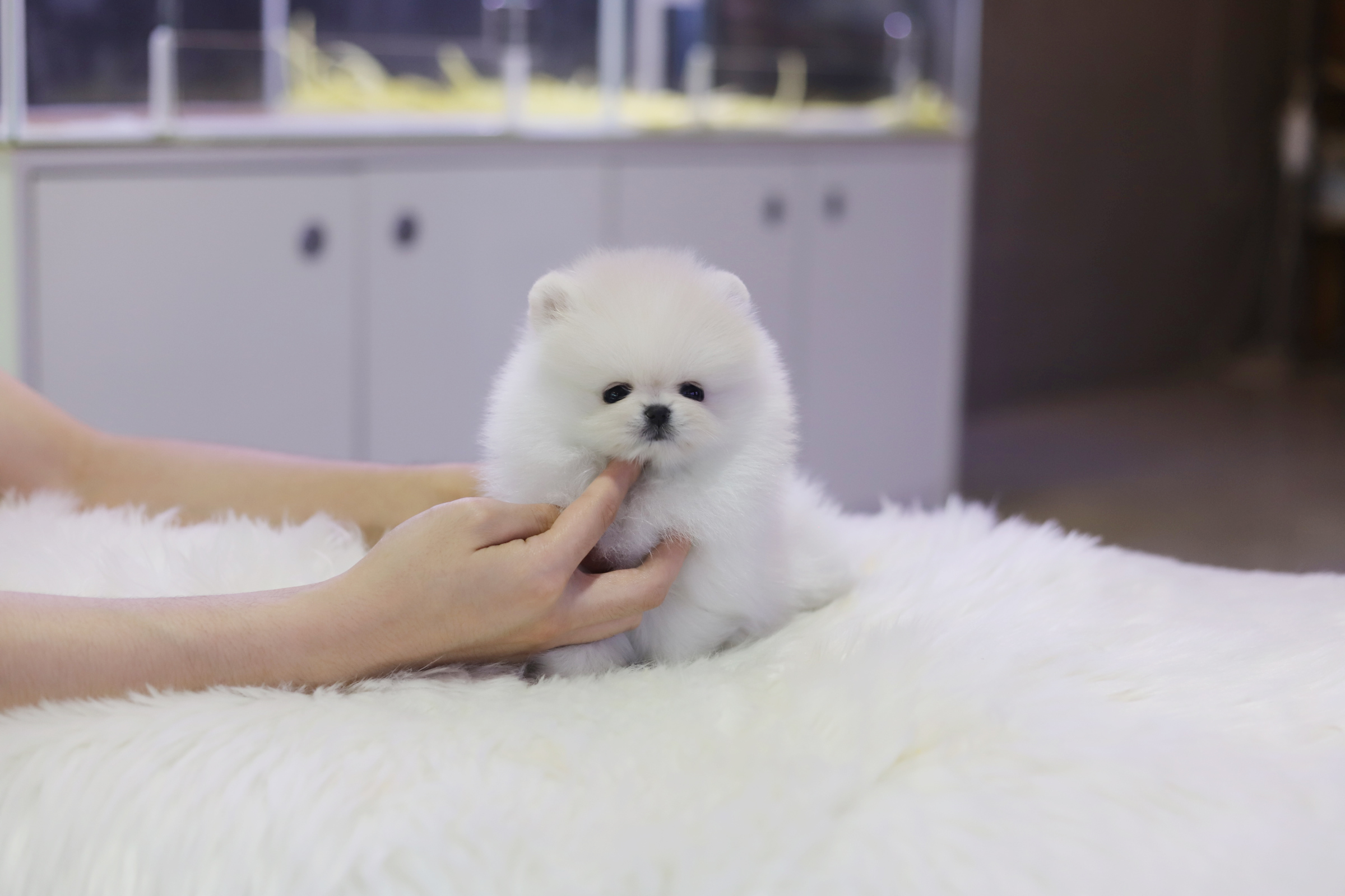 포메라니안 입양합니다