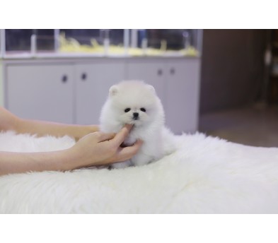 포메라니안 입양합니다