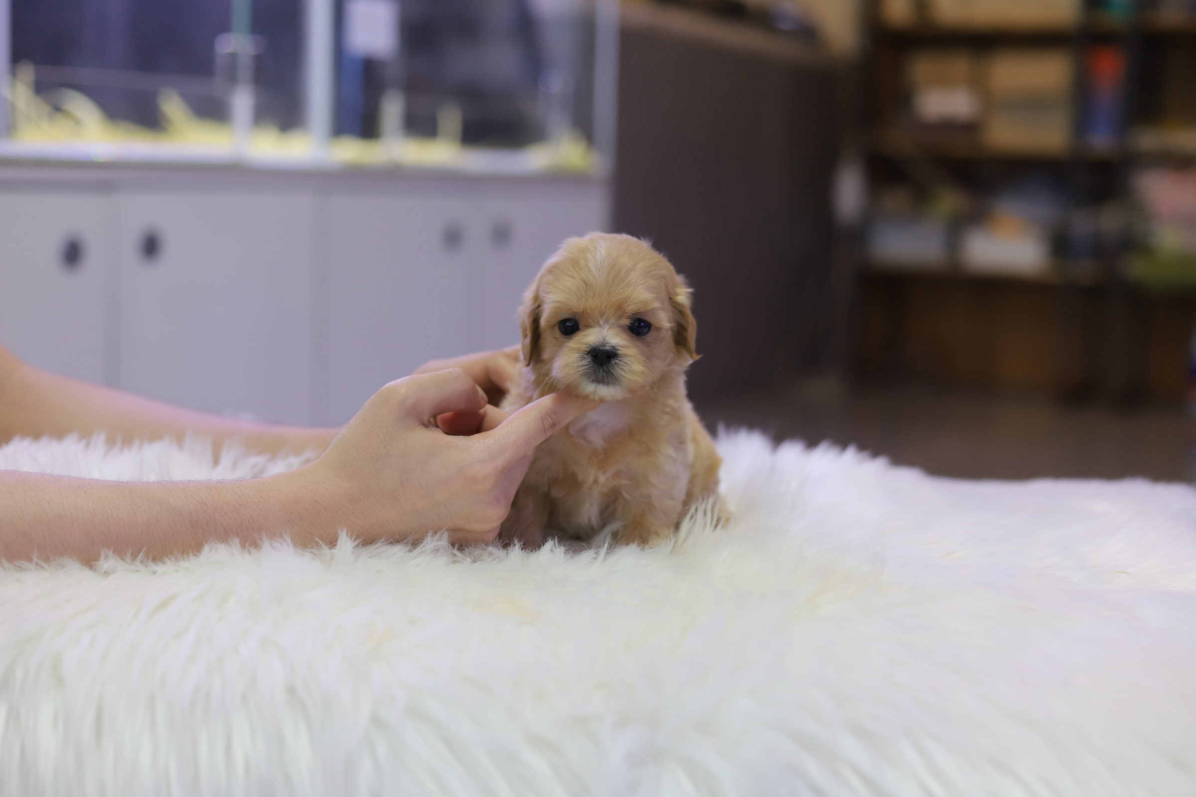 말티푸 입양합니다