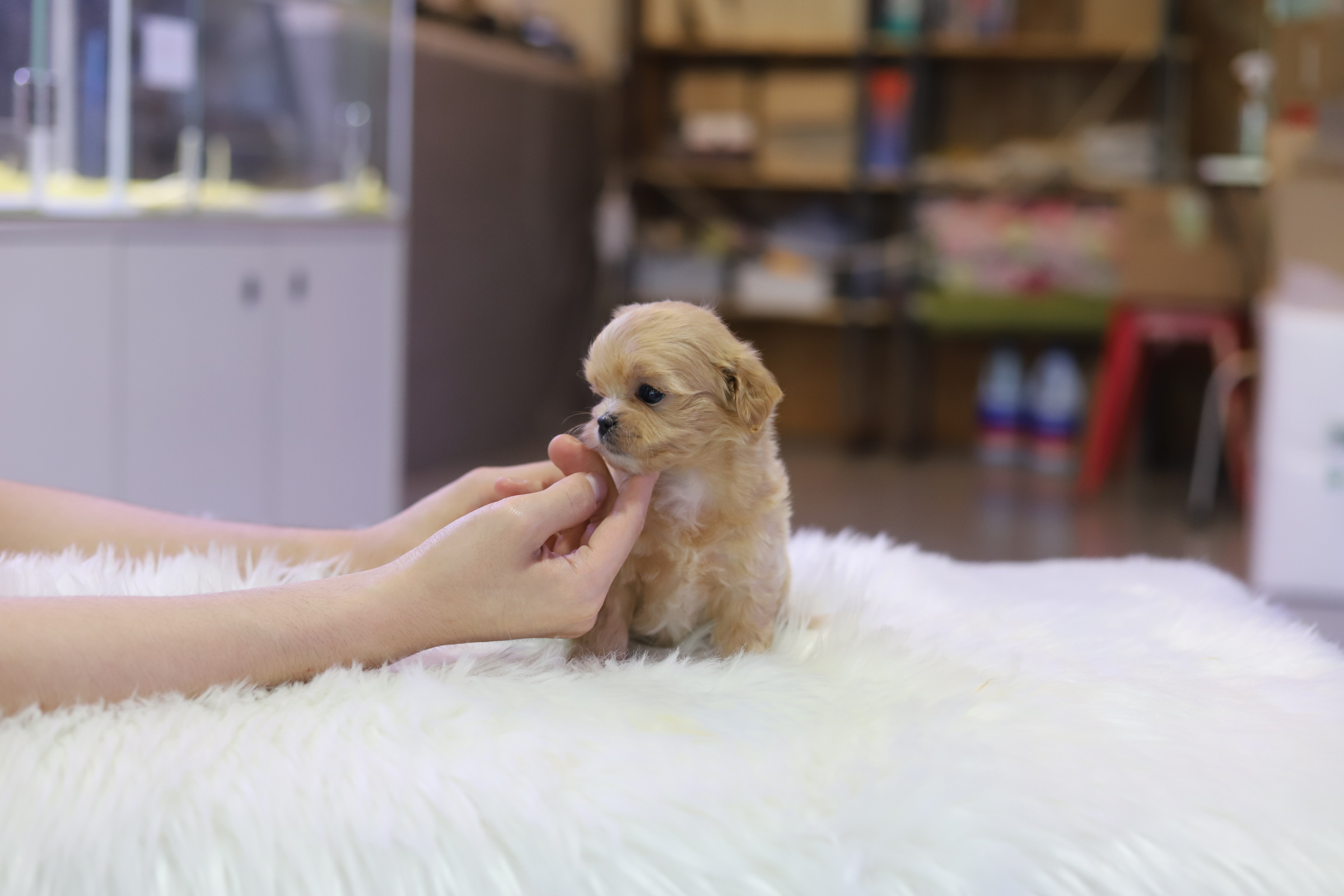 말티푸 입양합니다