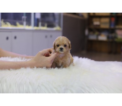 말티푸 입양합니다