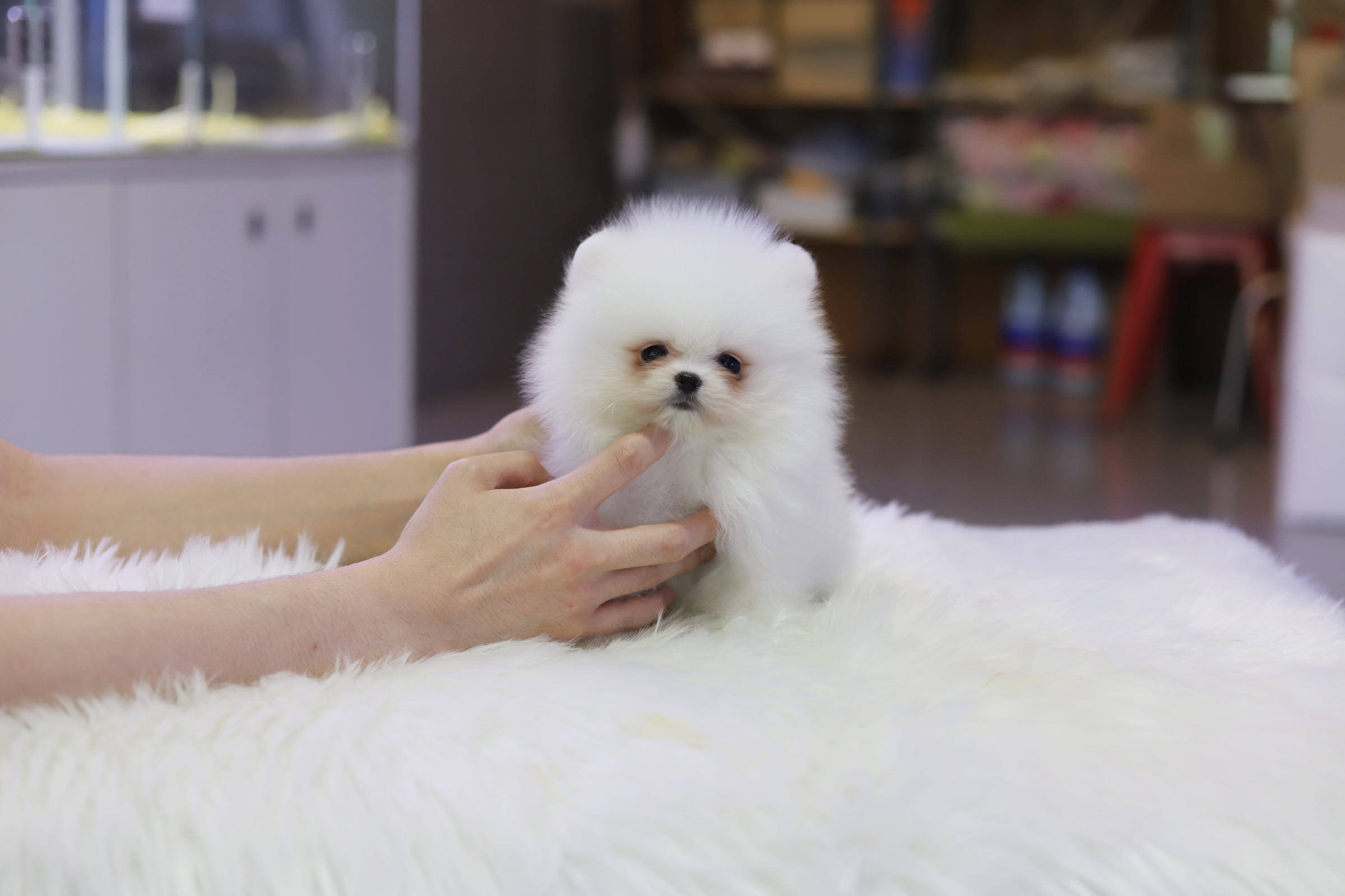 포메라니안 입양합니다