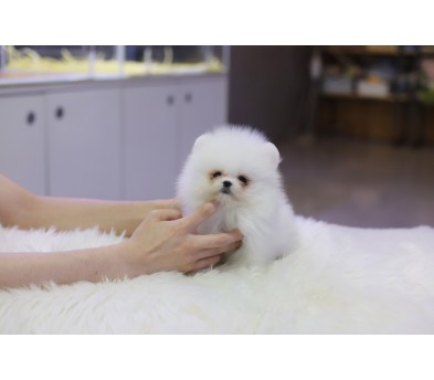 포메라니안 입양합니다