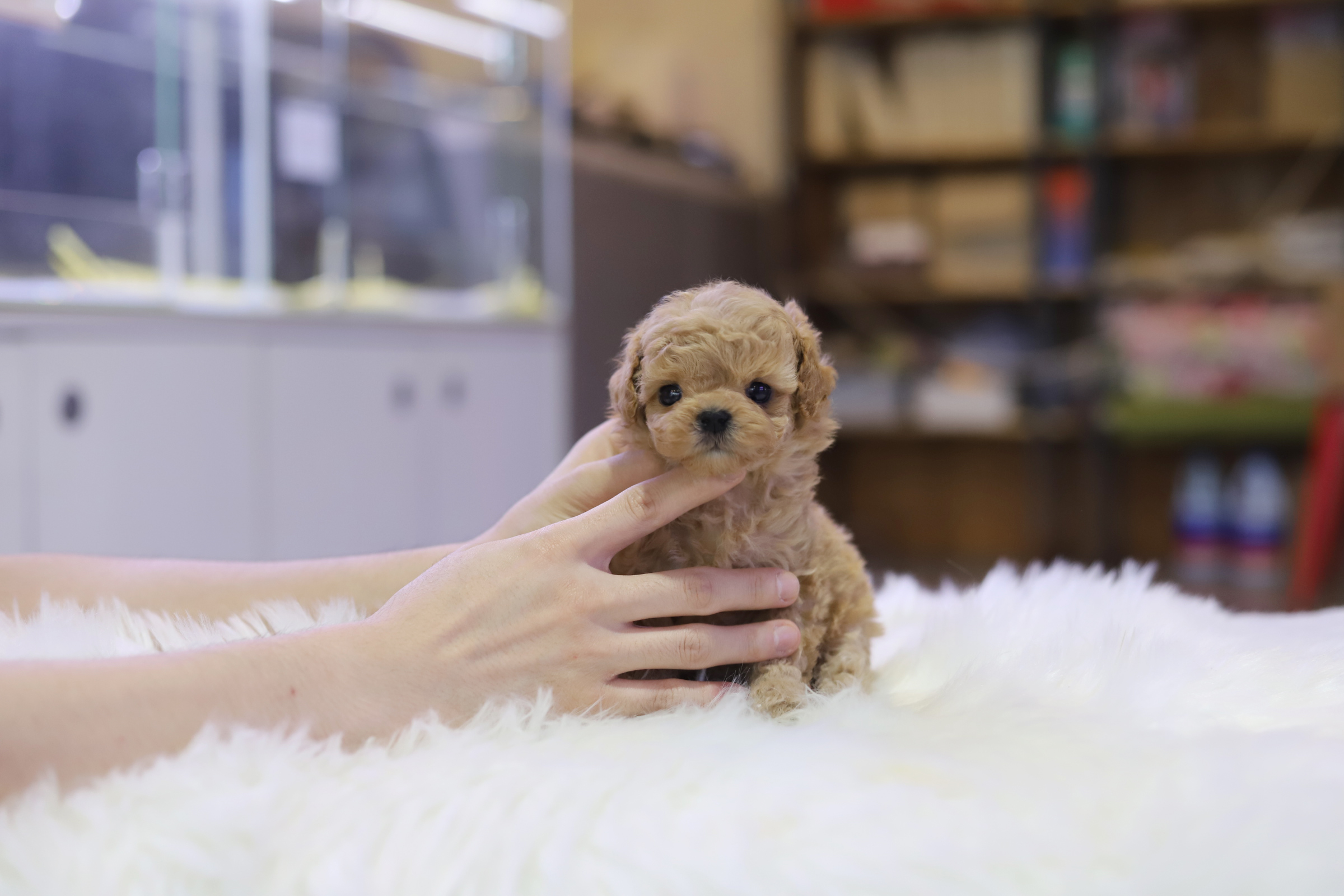 말티푸 입양합니다