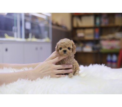 말티푸 입양합니다