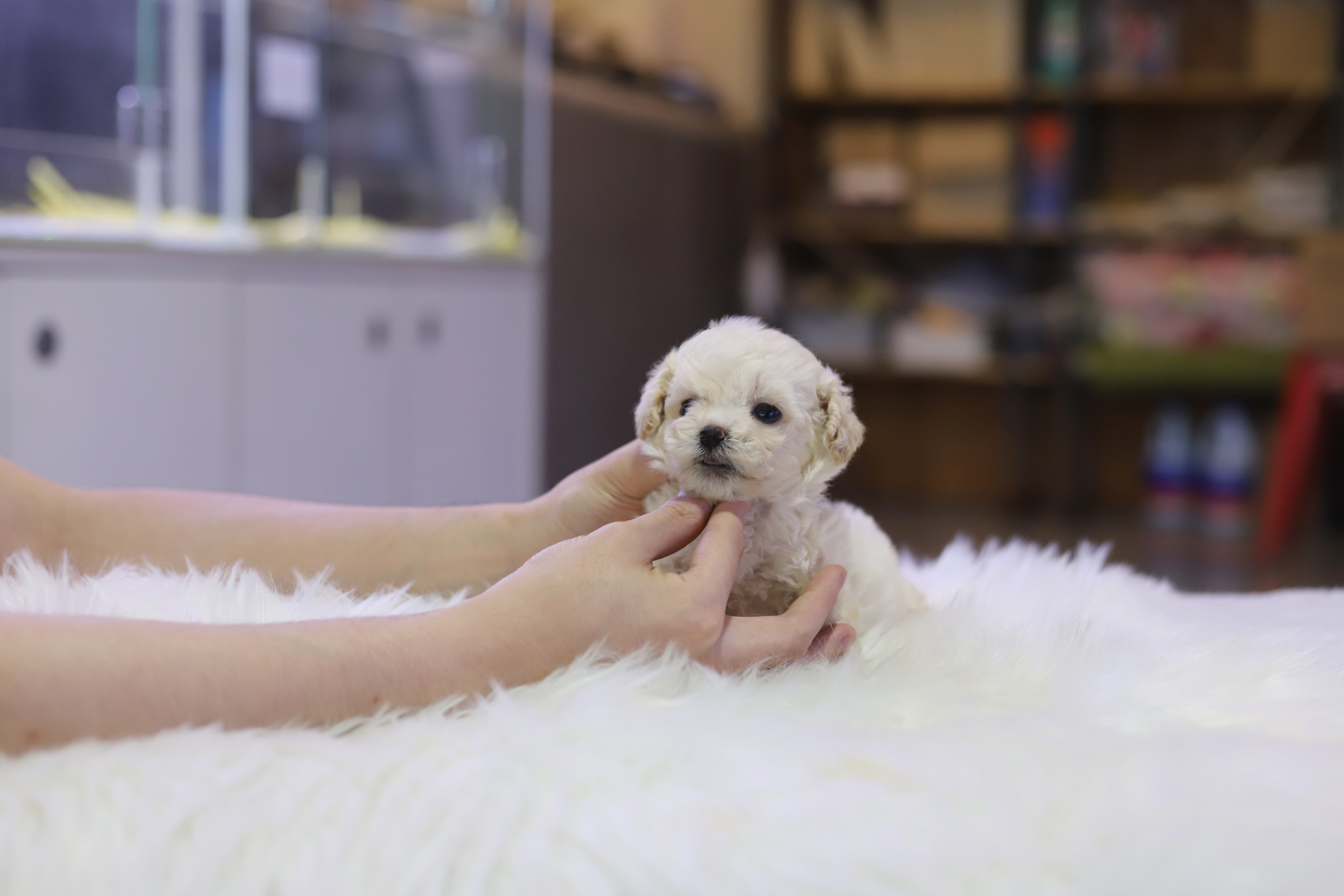 말티푸 입양합니다