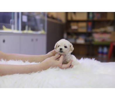 말티푸 입양합니다