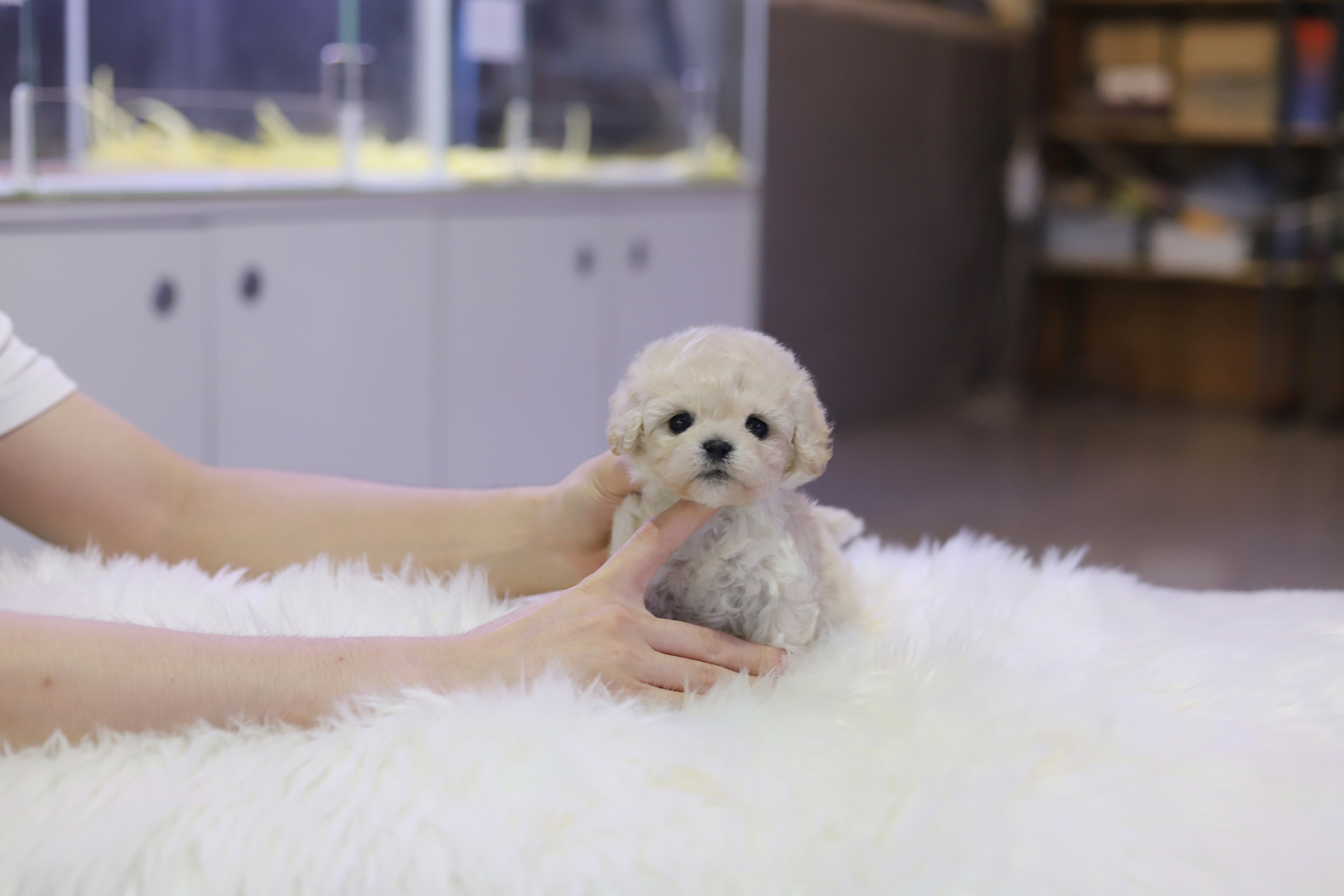 미니비숑 입양합니다