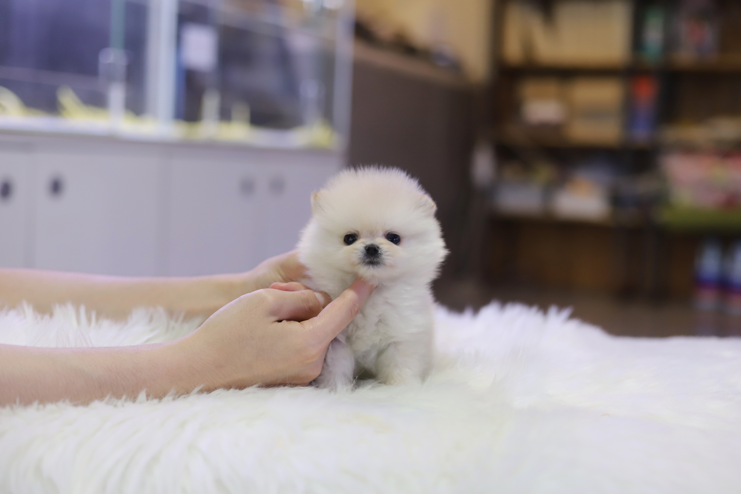 포메라니안 입양합니다