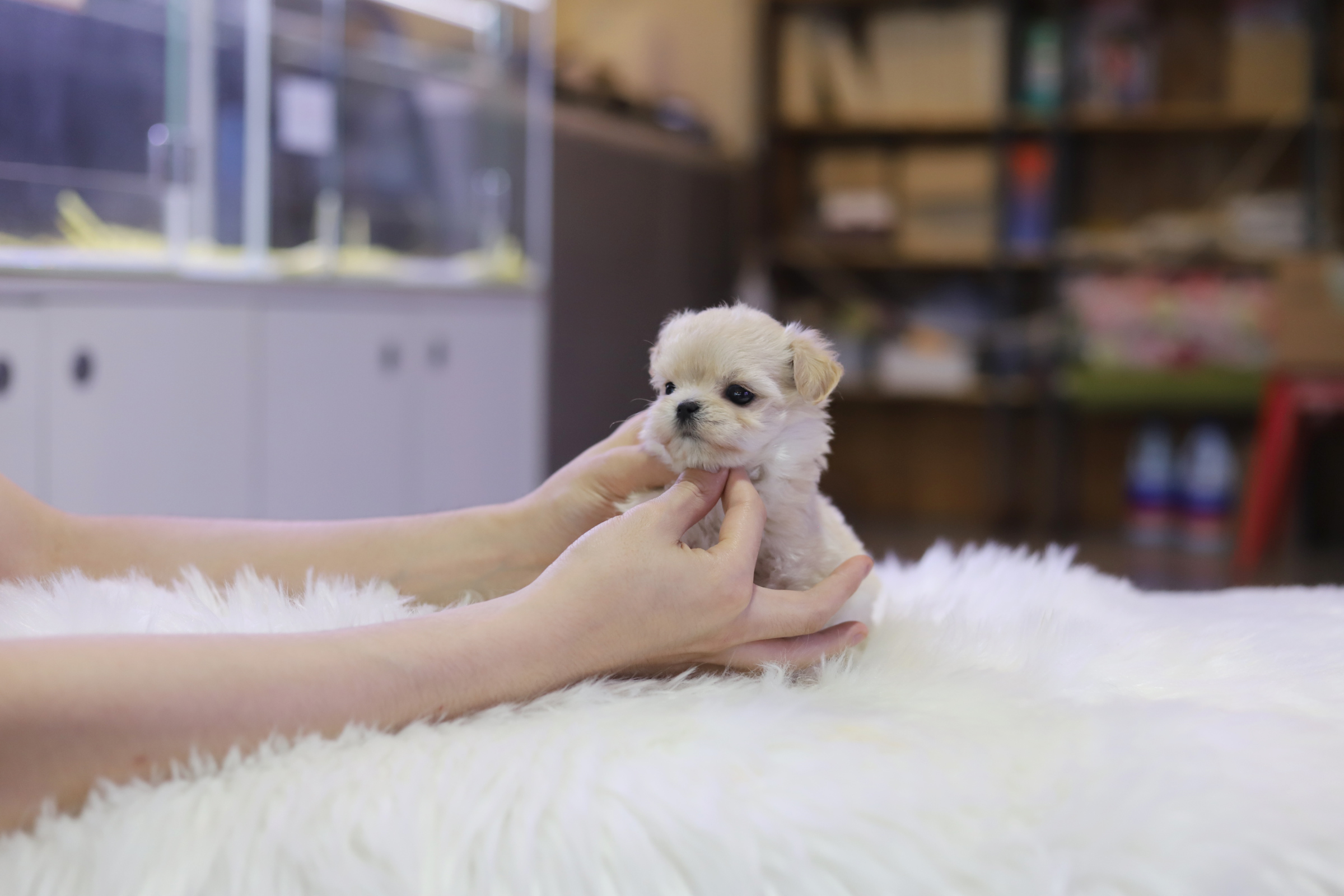 말티푸 입양합니다