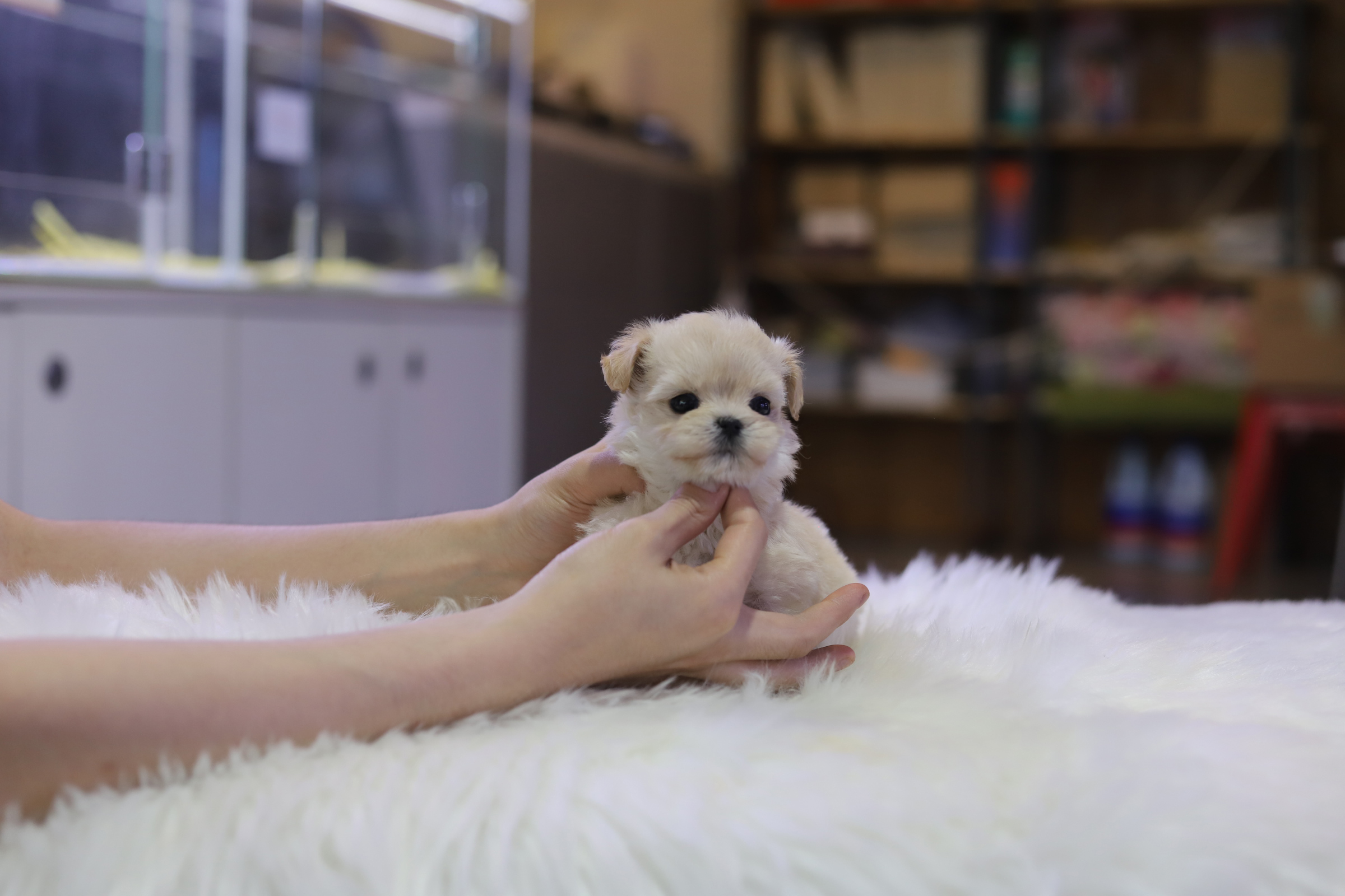 말티푸 입양합니다