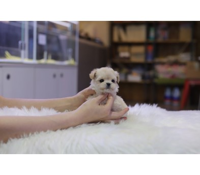 말티푸 입양합니다