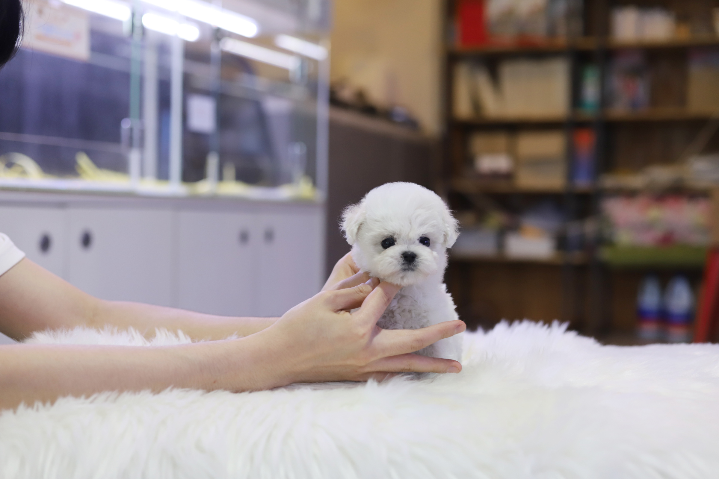 미니비숑 입양합니다