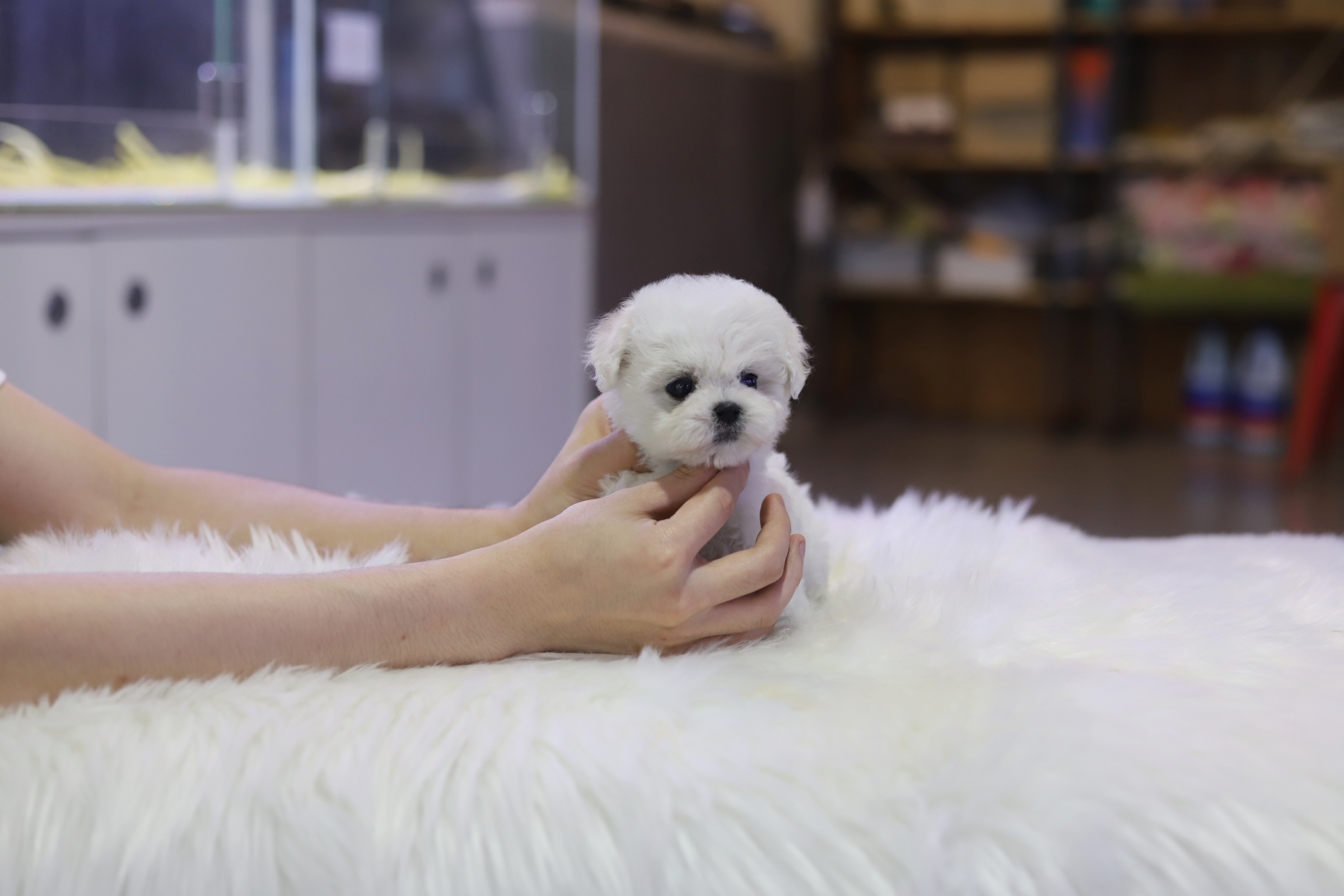 미니비숑 입양합니다