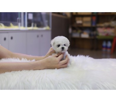 미니비숑 입양합니다