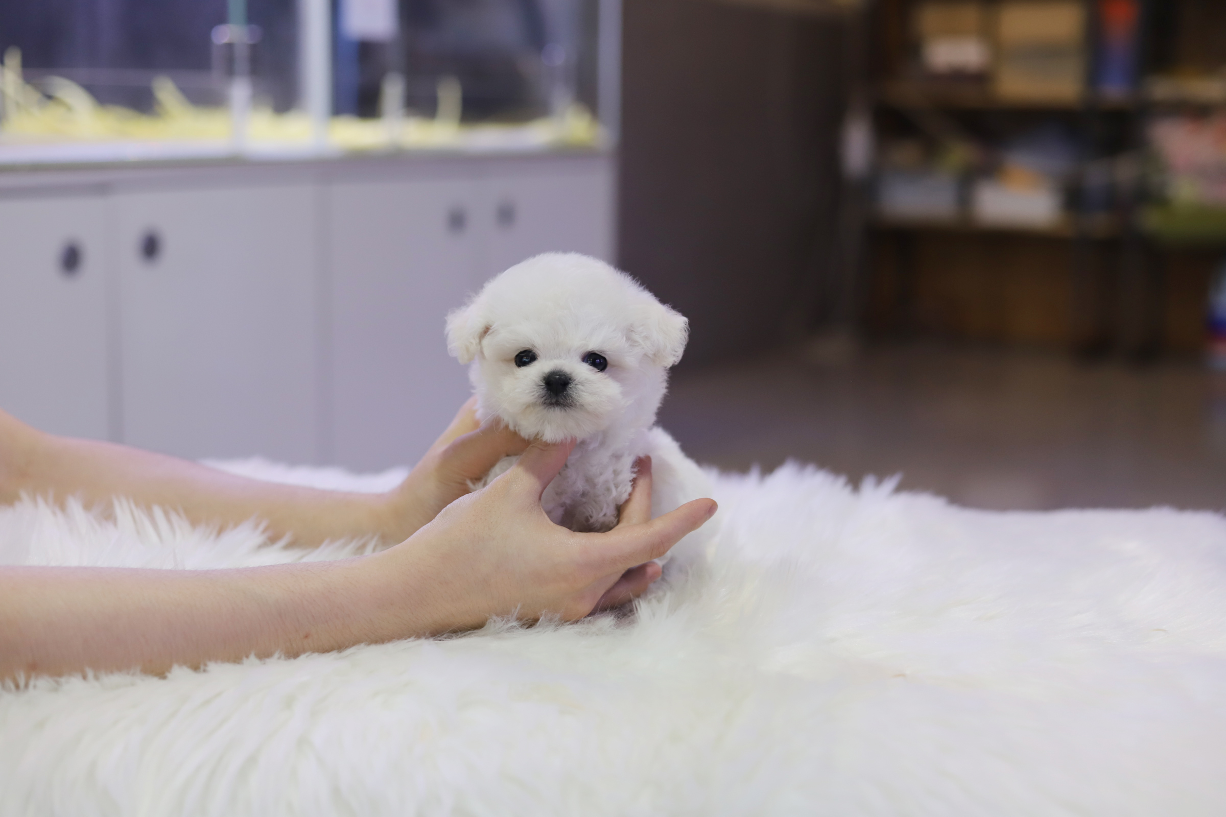 미니비숑 입양합니다