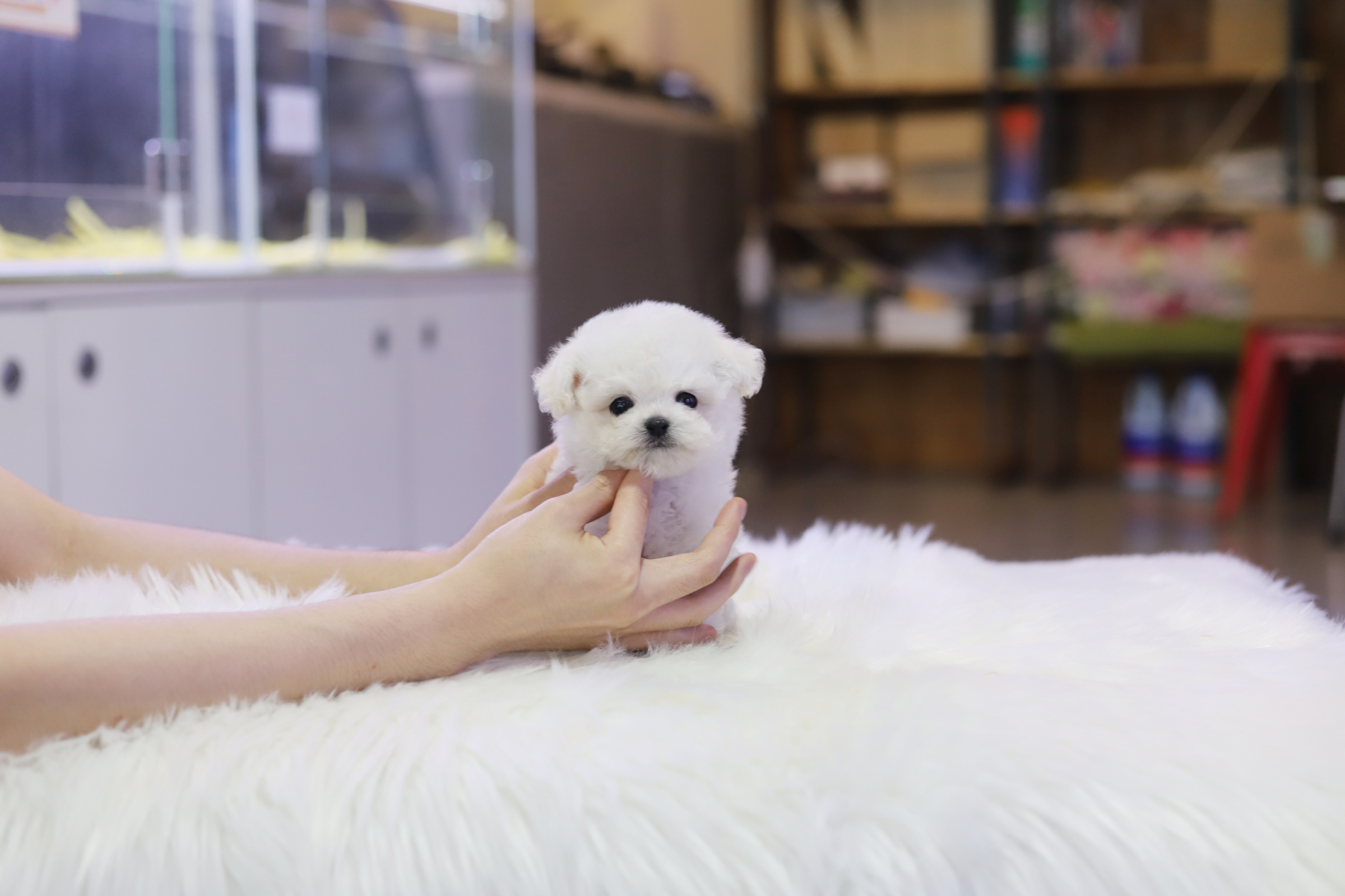 미니비숑 입양합니다