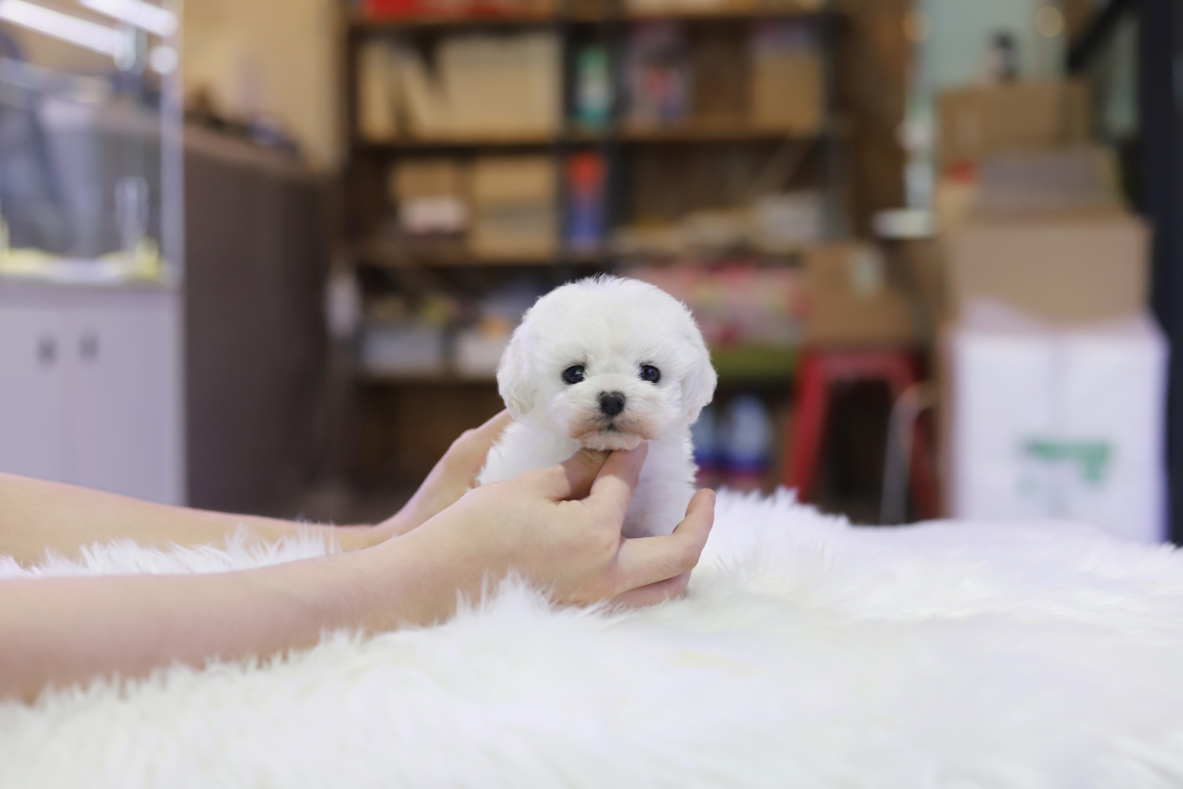 미니비숑 입양합니다