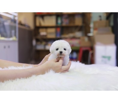 미니비숑 입양합니다