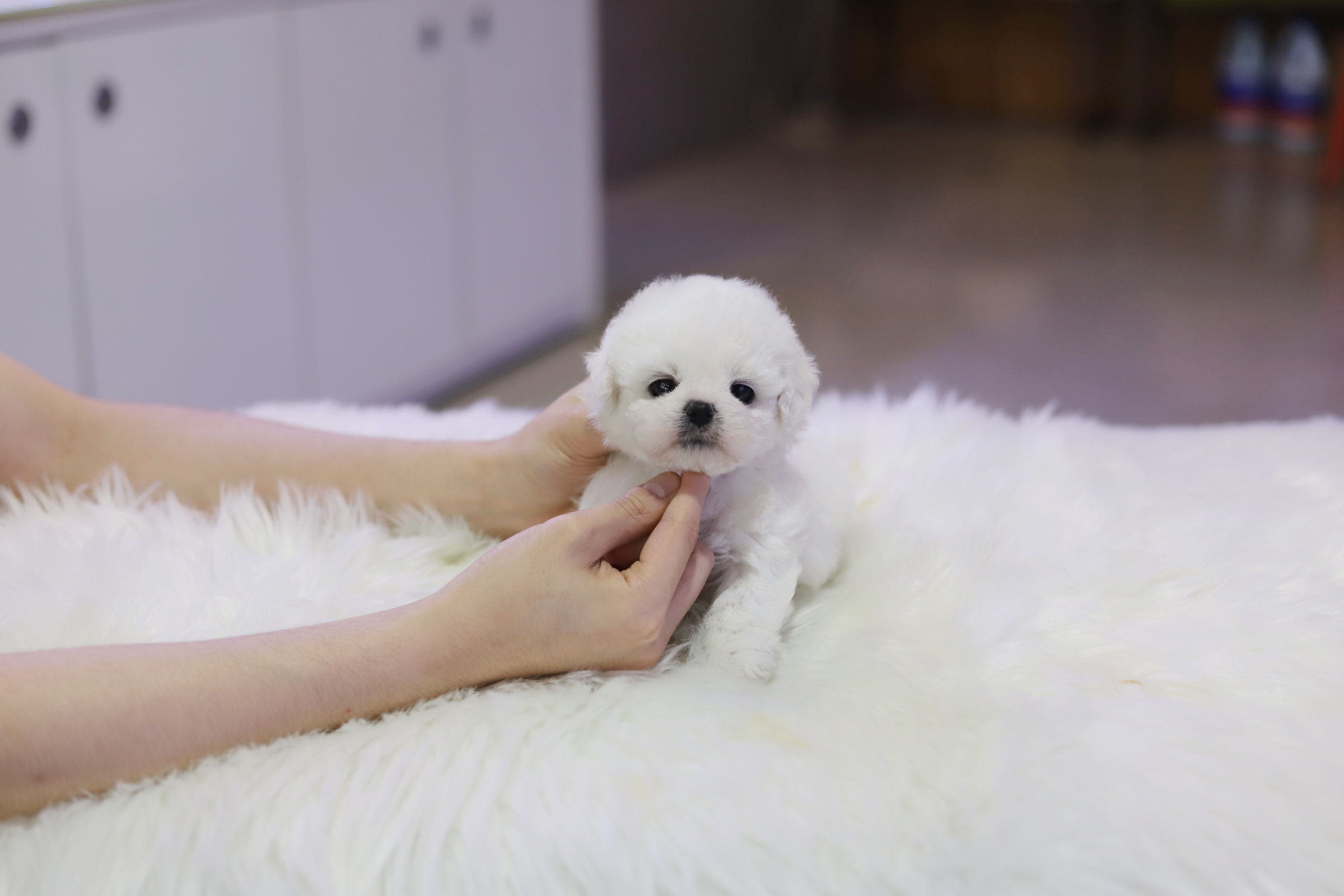 미니비숑 입양합니다