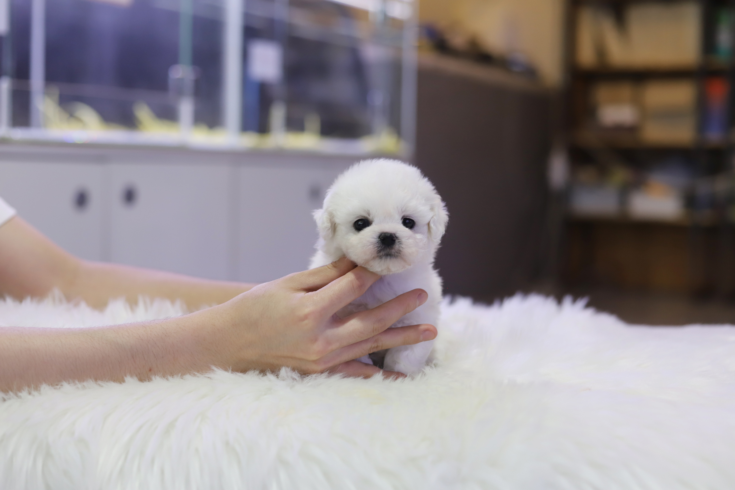 미니비숑 입양합니다