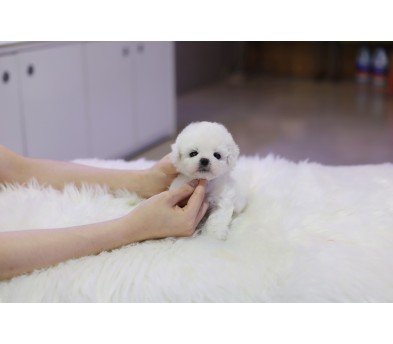 미니비숑 입양합니다