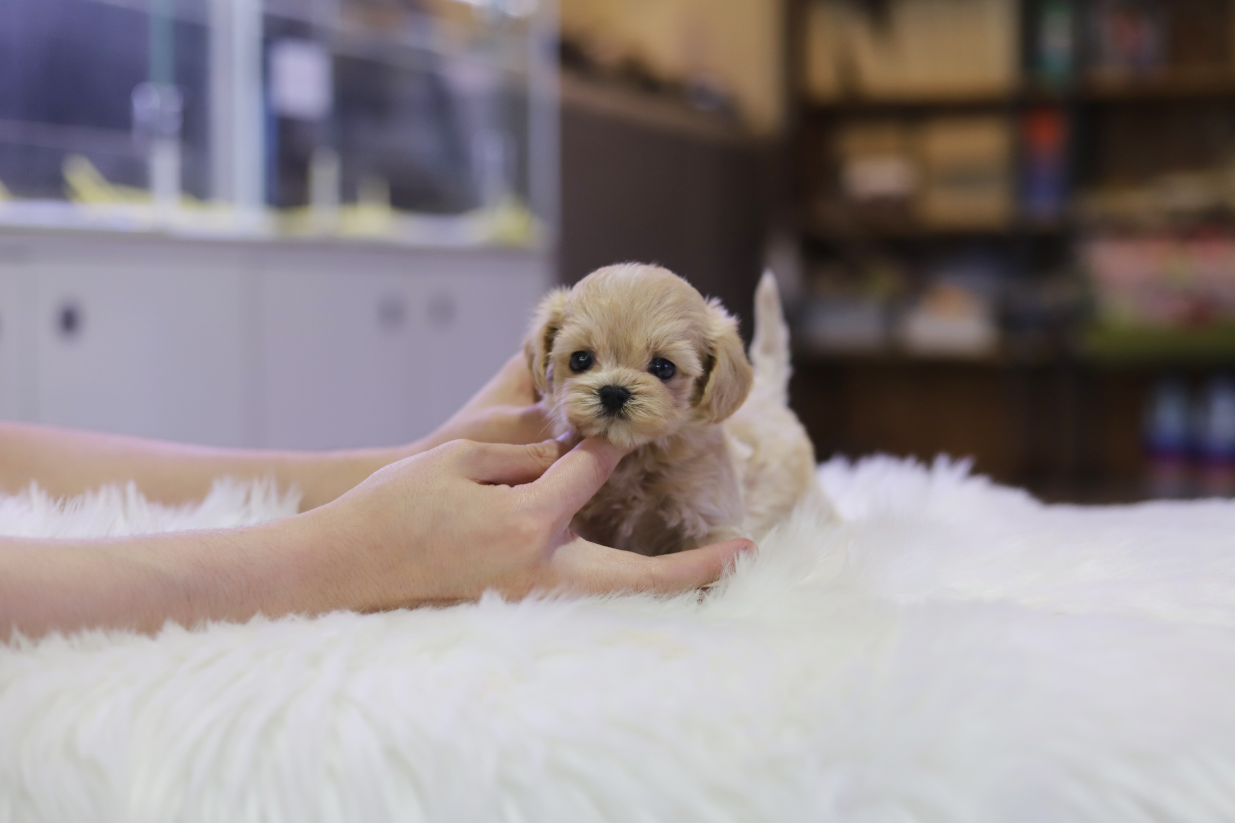 말티푸 입양합니다