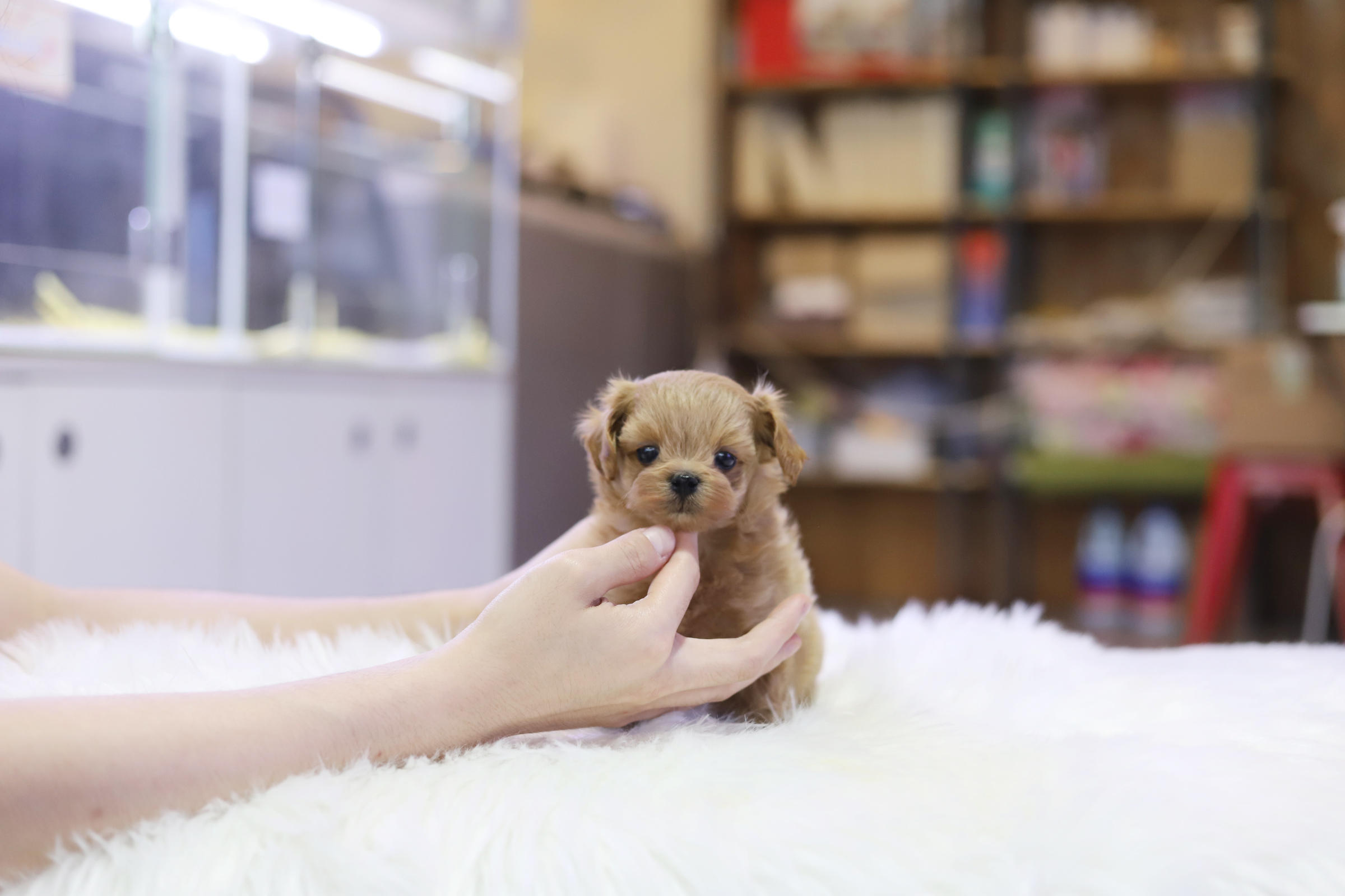 말티푸 입양합니다