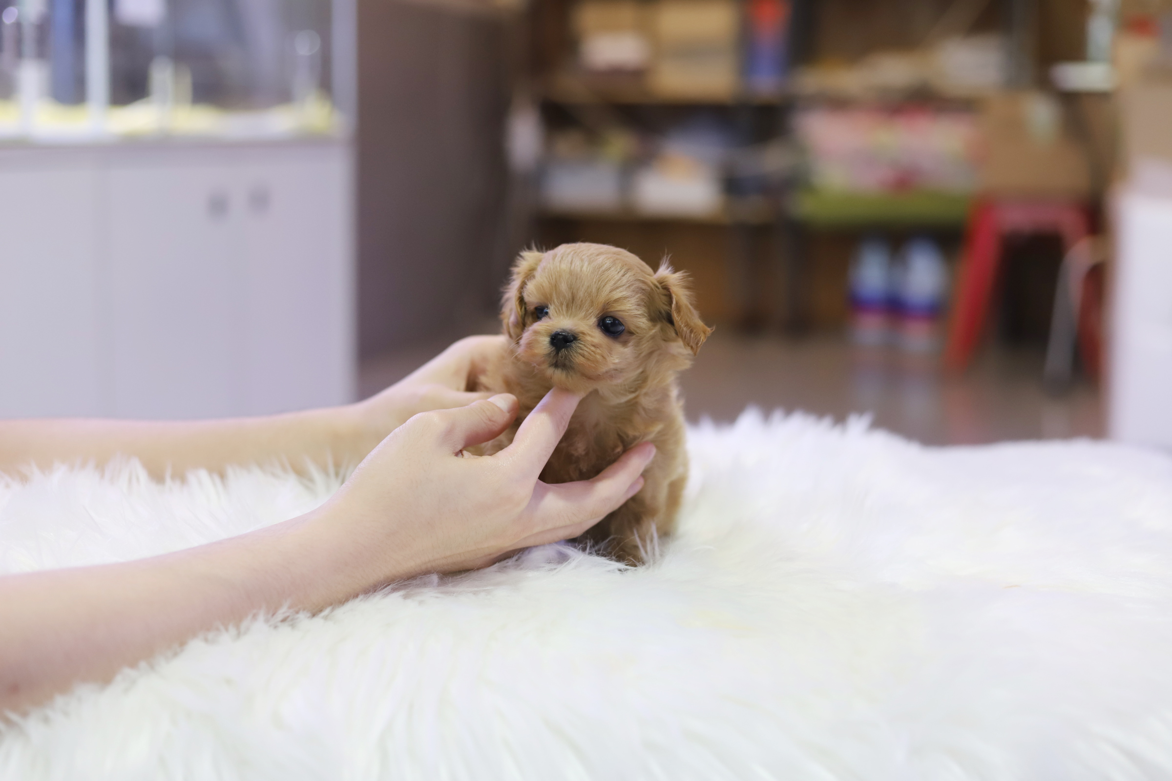 말티푸 입양합니다
