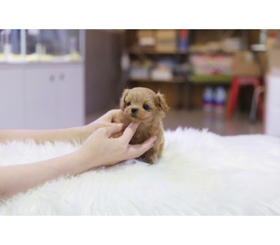 말티푸 입양합니다