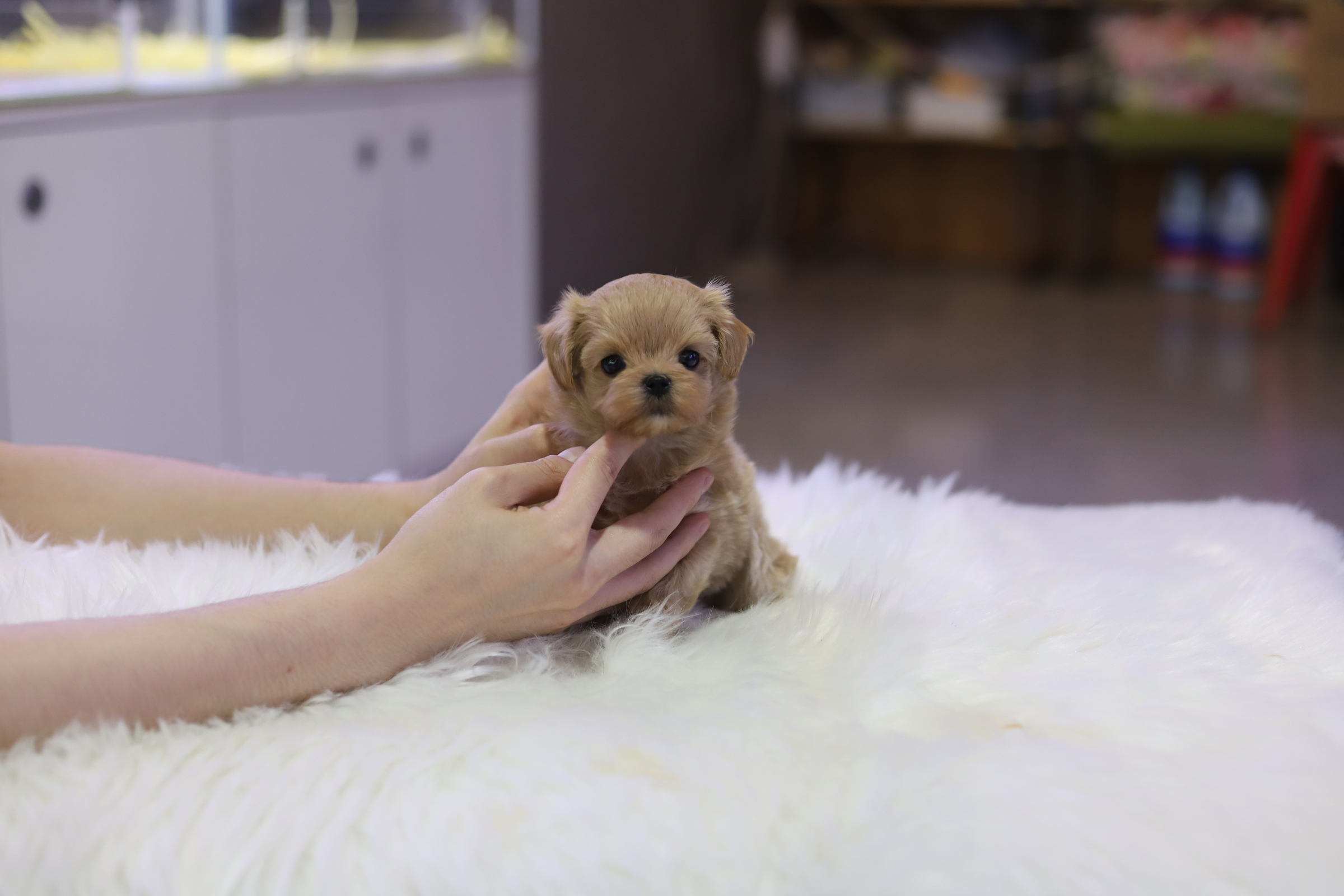 말티푸 입양합니다