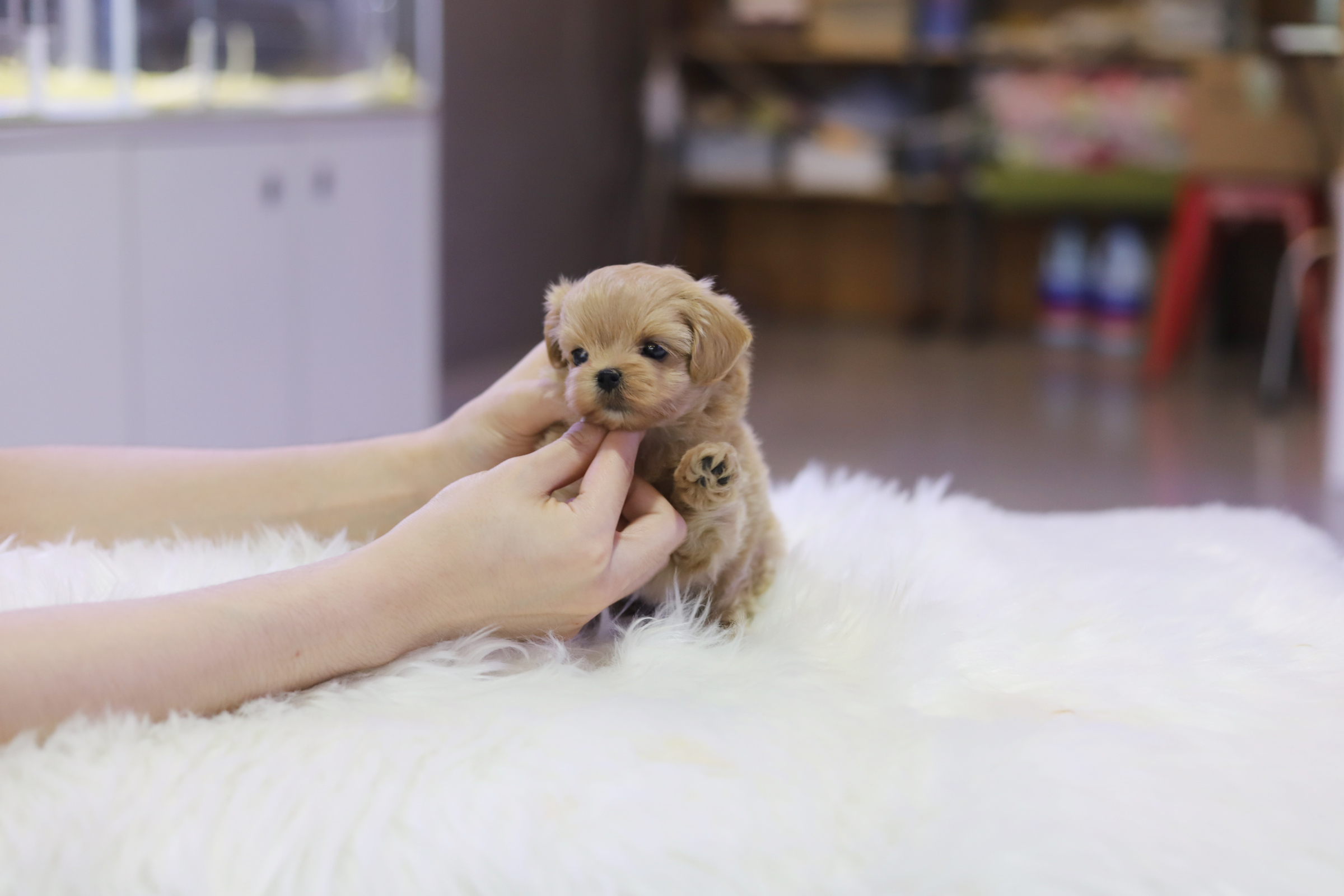 말티푸 입양합니다