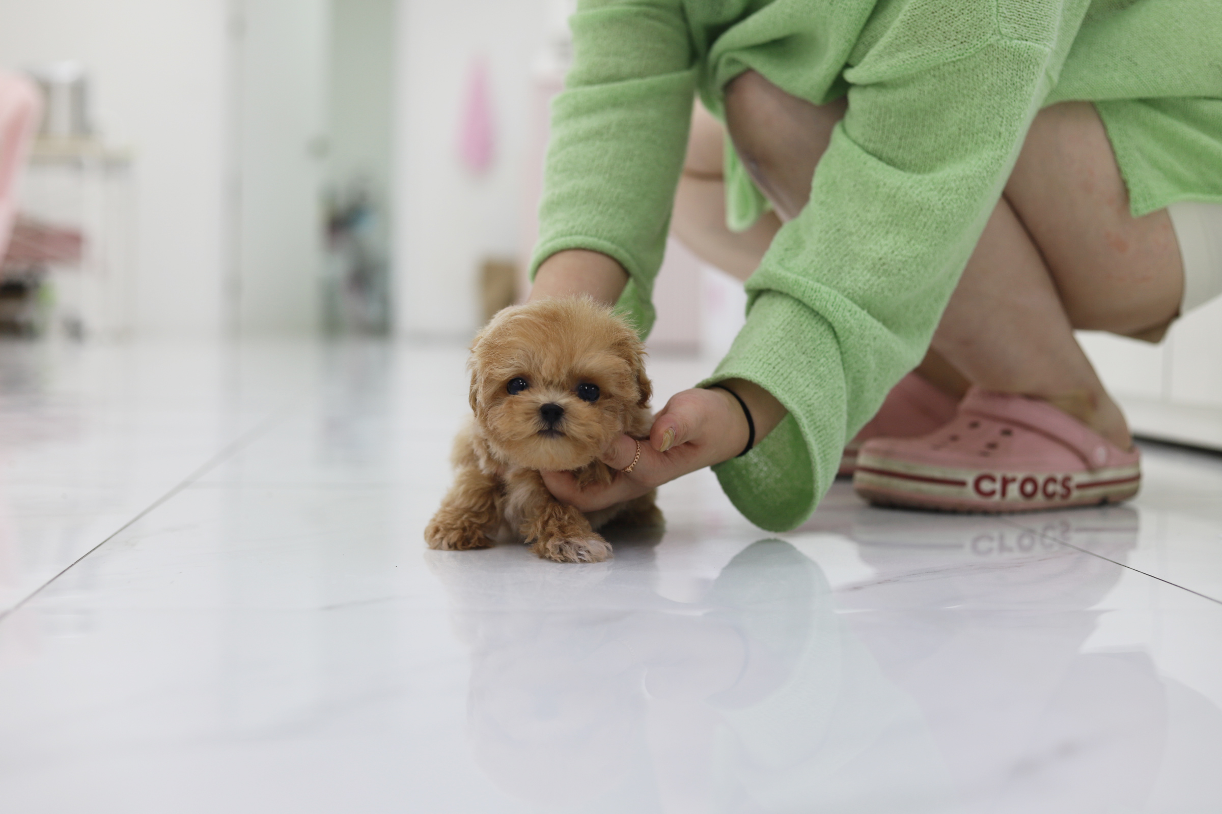 말티푸 입양합니다