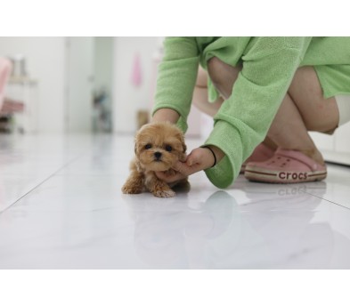 말티푸 입양합니다