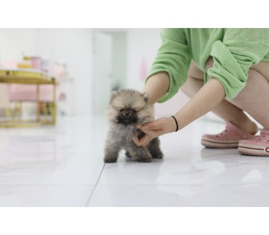 포메라니안 입양합니다